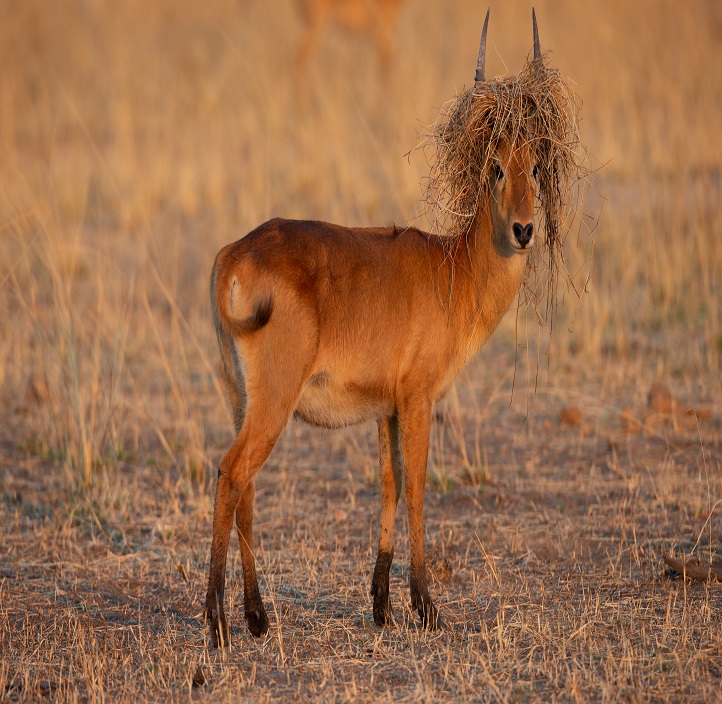 South Luangwa NP - Track & Trail
