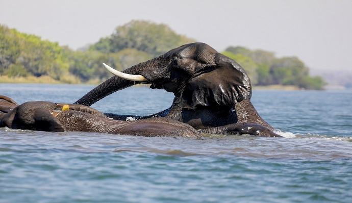 Canoe Safaris